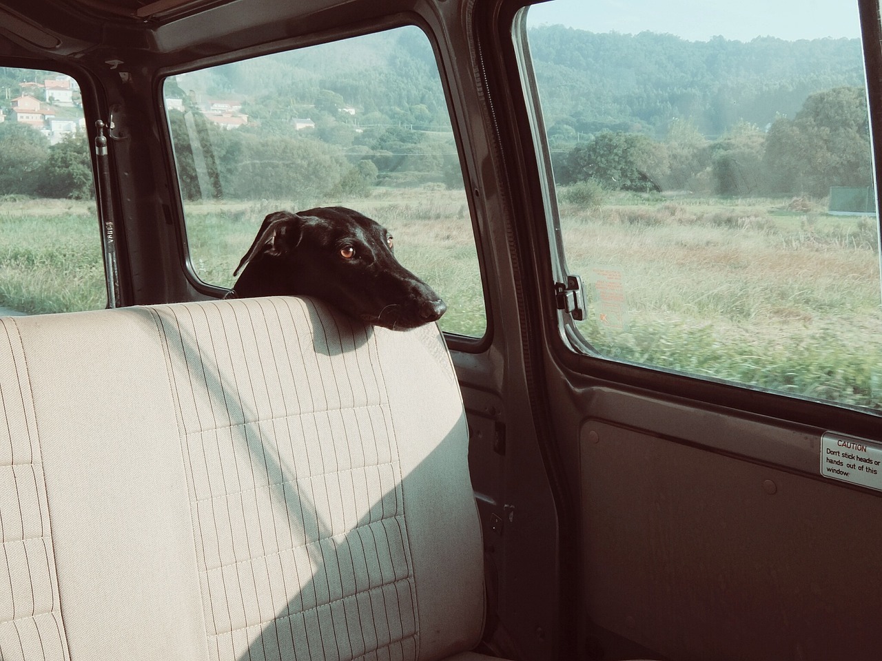 犬の車酔いは治せるの 吐く原因と対策について解説 ワンコlifeナビ